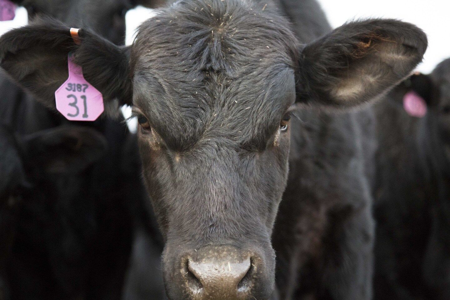 Generic Steers